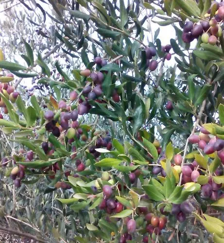 Korta Gira לינה וארוחת בוקר 4*