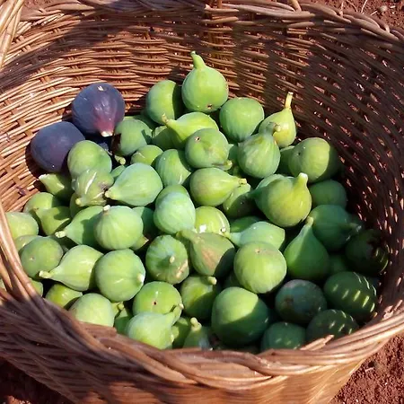 Korta Gira Buici (Istria)