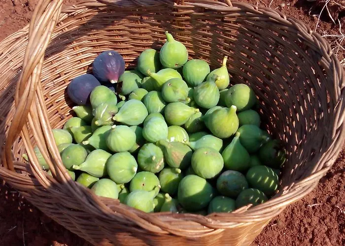 Korta Gira Buici (Istria)